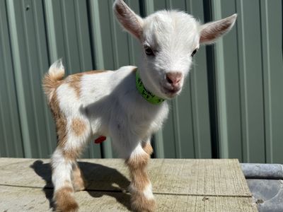 Nigerian Dwarf Bottle Buckling