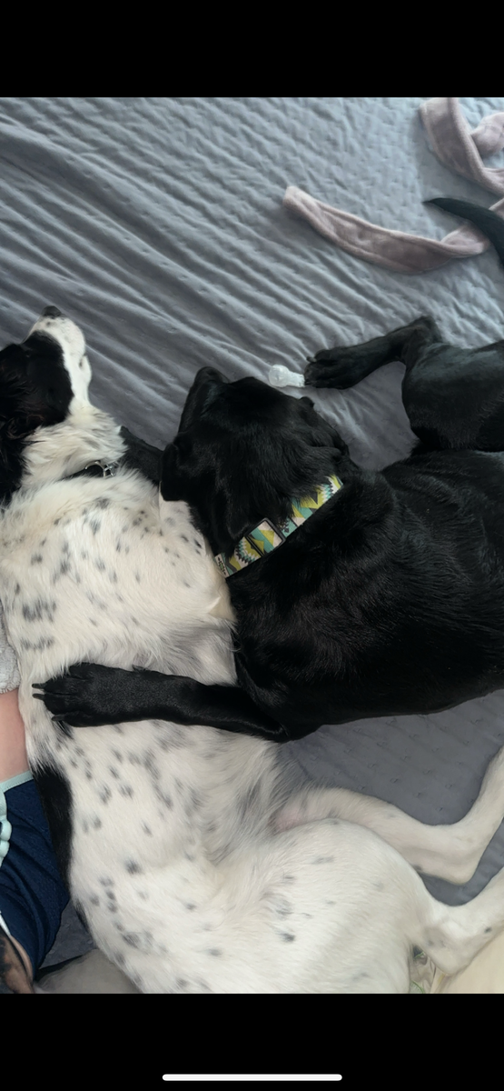 NOW FOUND!! black and white female