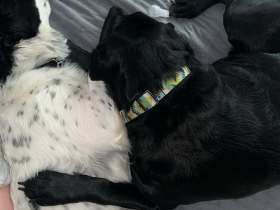 NOW FOUND!! black and white female