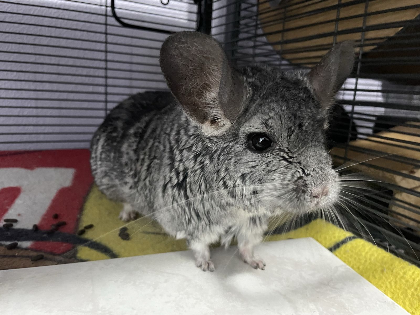 Adult Standard Female Chinchilla
