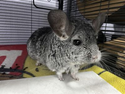 Adult Standard Female Chinchilla