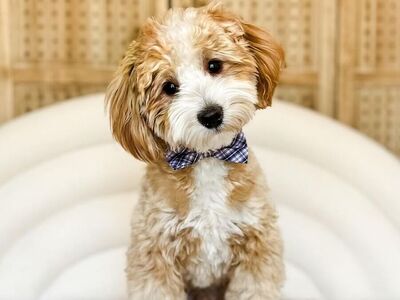 Toby - 13 lbs -/- 24.8% GR Tuxedo Multigen Toy Goldendoodle Stud