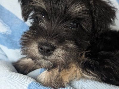 Miniature schnauzer puppy