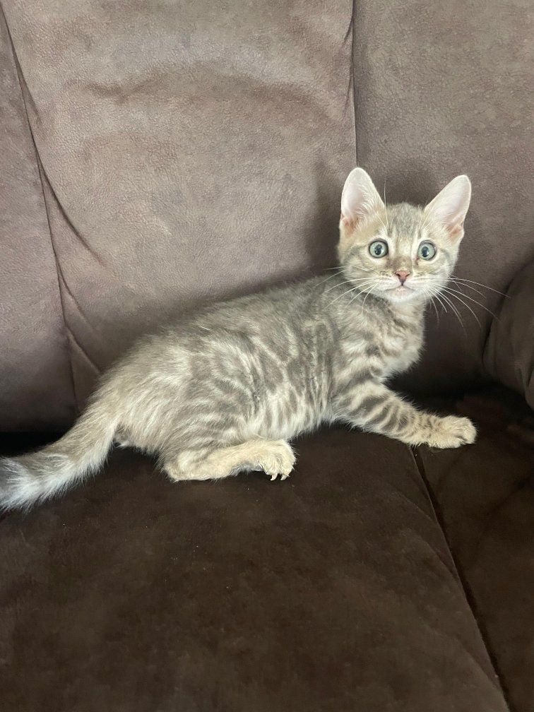 Bengal Purebred kitten Ready to go to his new home