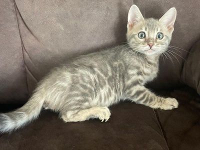 Bengal Purebred kitten Ready to go to his new home