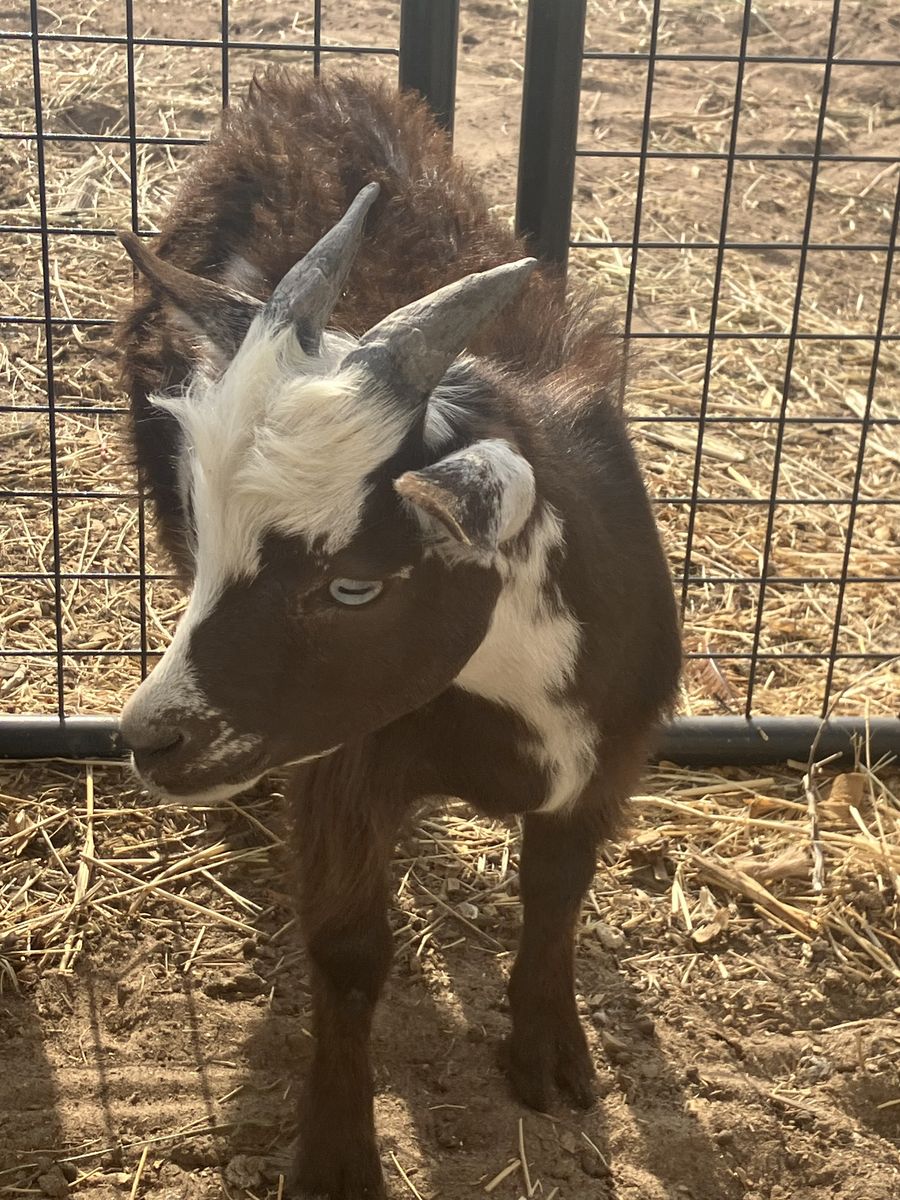 Nigerian Dwarf & Pigmy X Goat