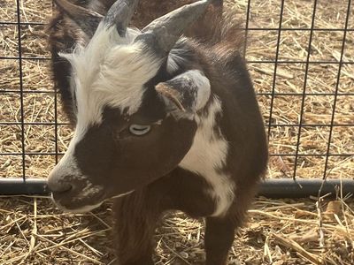 Nigerian Dwarf & Pigmy X Goat