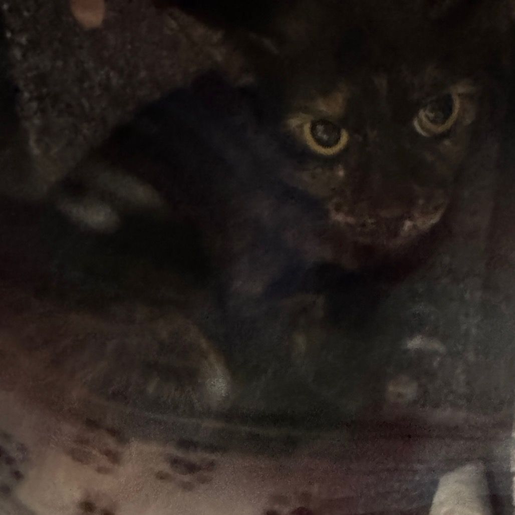 Hello my name is Butterscotch