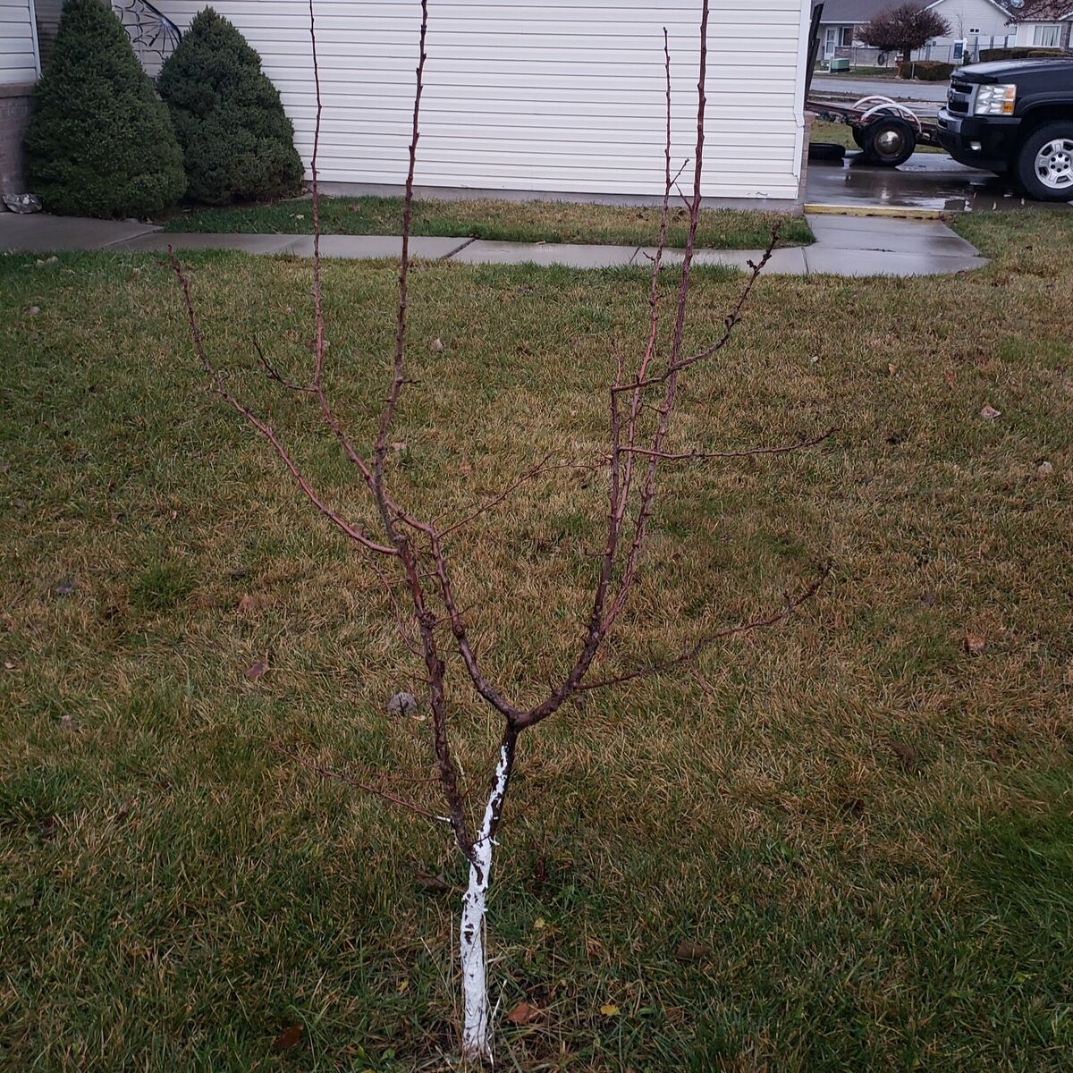 apricot tree