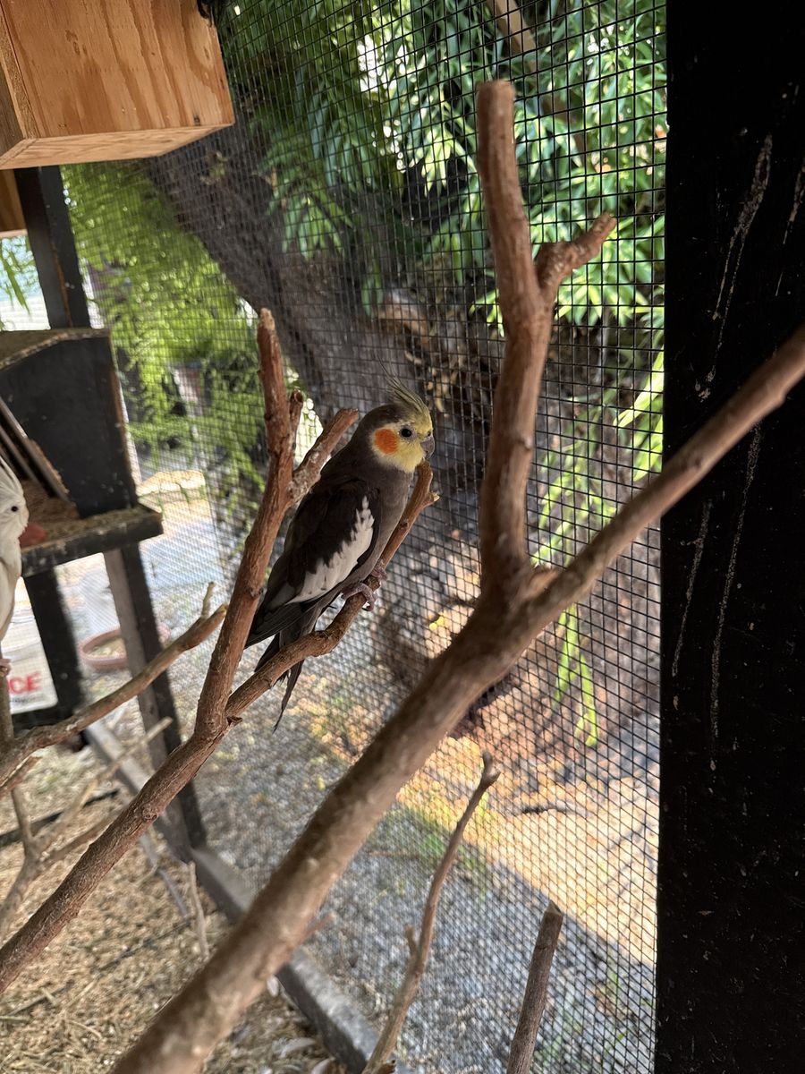 Cockatiel