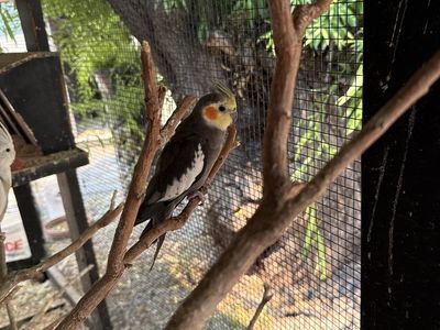 Cockatiel