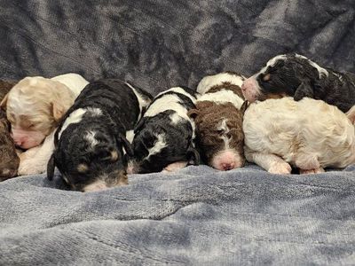 Akc Moyen poodle
