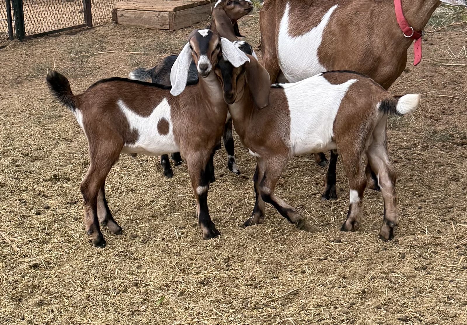 Purebred Nubian Bucklings