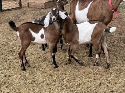 Purebred Nubian Bucklings