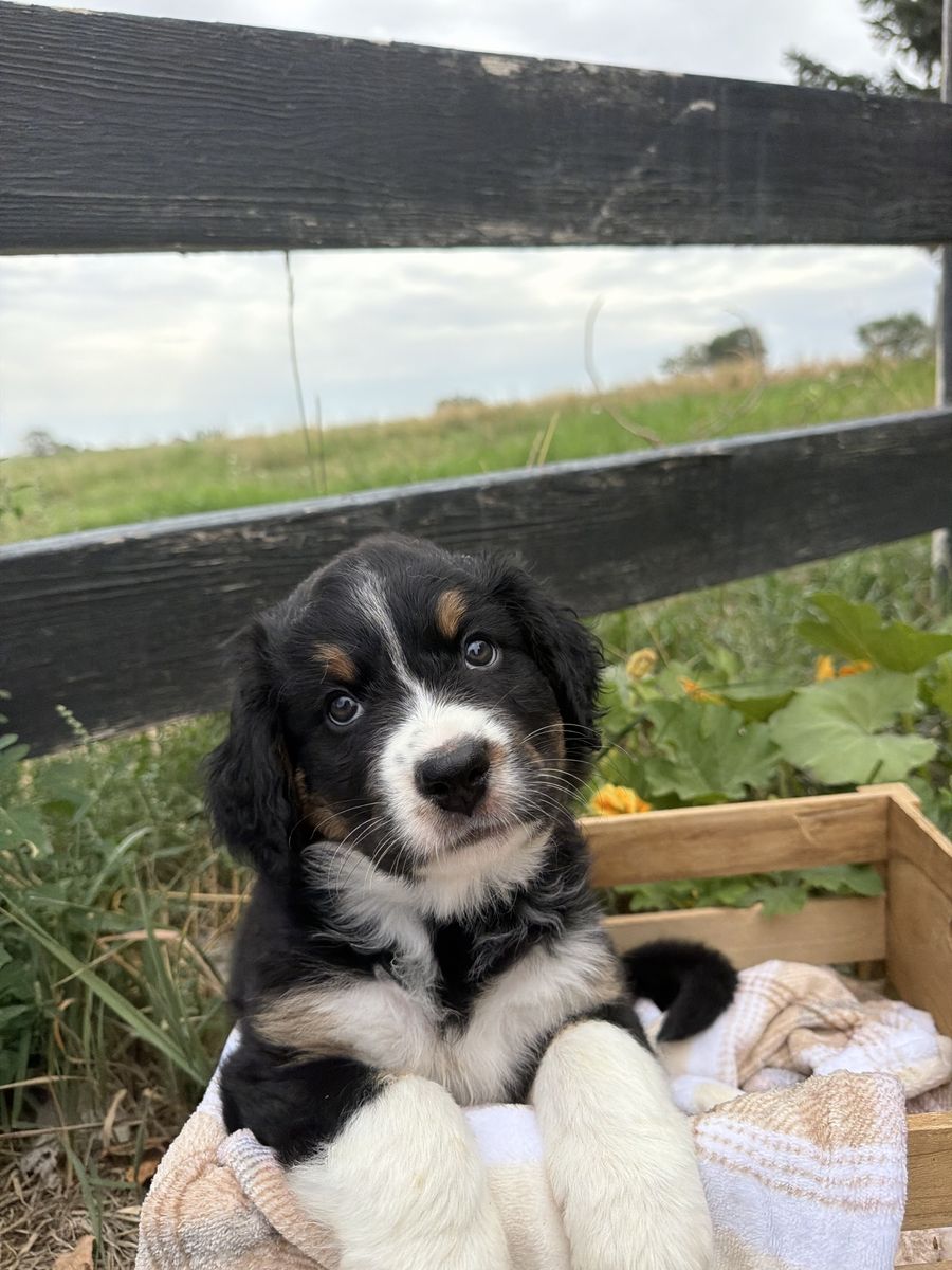 Australian Mountain dog puppy