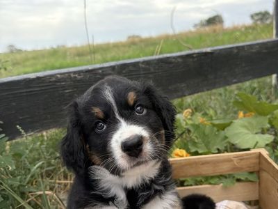 Australian Mountain dog puppy
