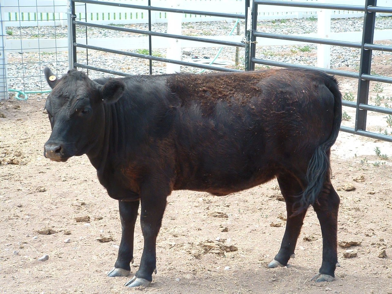 Registered Dexter Heifer