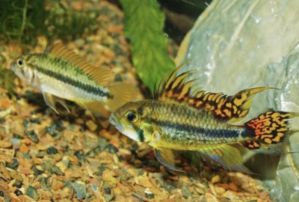 Breeding Fish For Sale