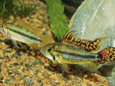 Breeding Fish For Sale