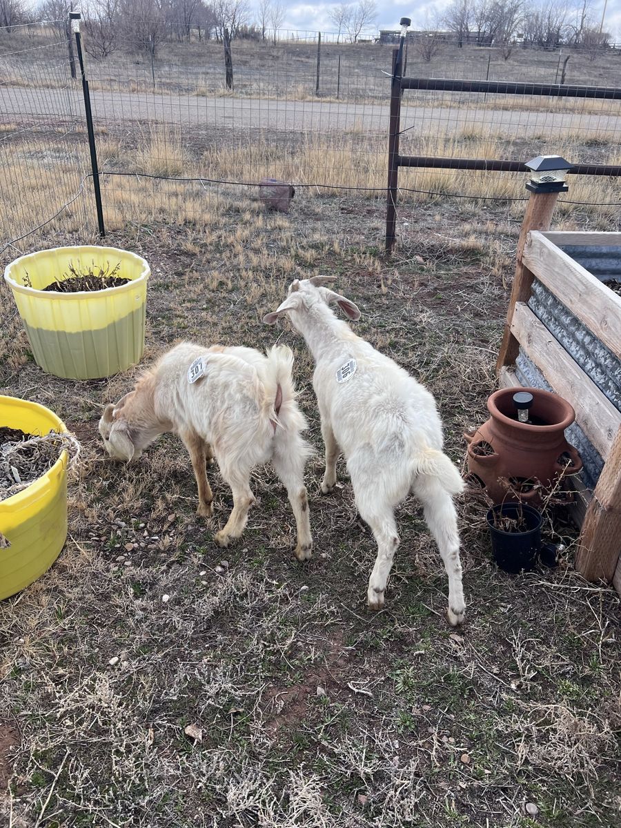 Two Billy goats