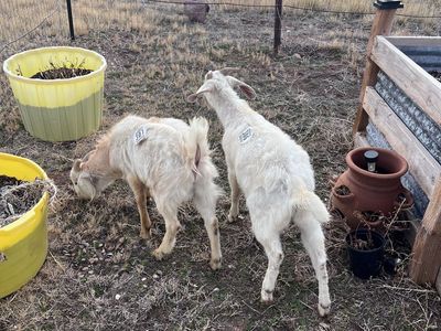 Two Billy goats
