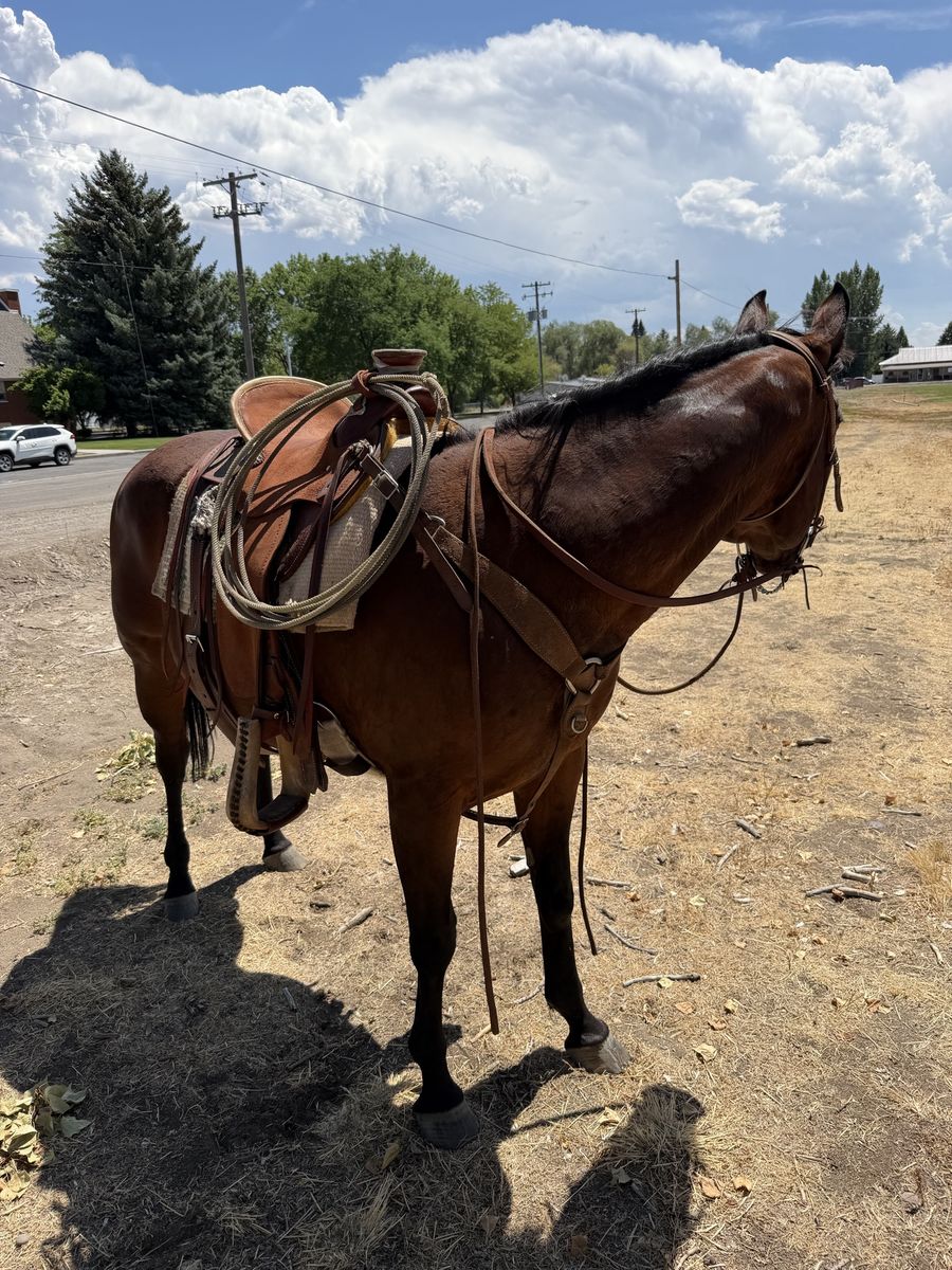 Experienced 16-Year-Old Quarter Horse Mare - Family & Trail Ready, 14 Hands