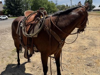 Experienced 16-Year-Old Quarter Horse Mare - Family & Trail Ready, 14 Hands