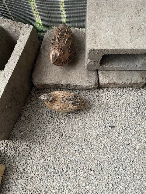 Male Quail