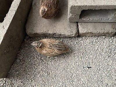 Male Quail