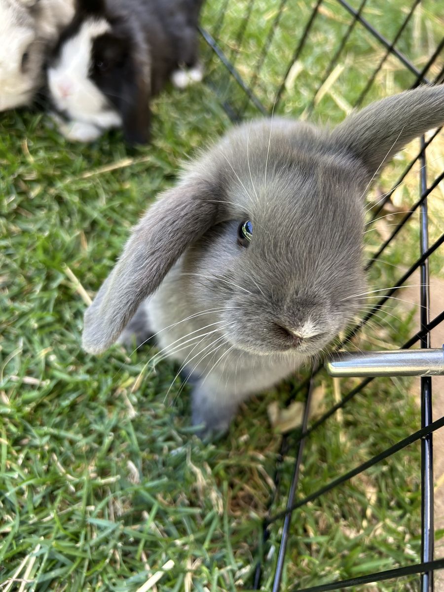 Tiny Holland Lop Babies – Ready for Their New Homes!