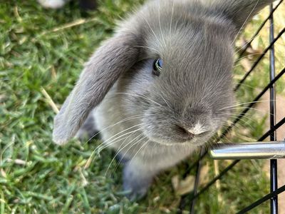 Tiny Holland Lop Babies – Ready for Their New Homes!