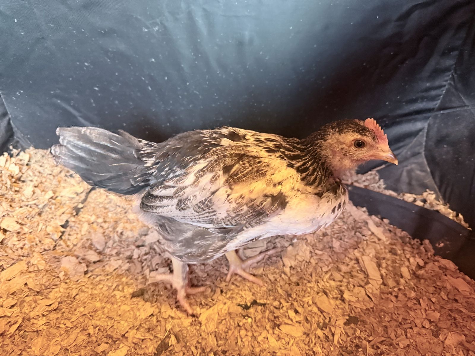 Splash Maran Roosters