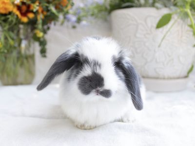 Mini lop lop babies! Pedigreed mini lop rabbits for sale