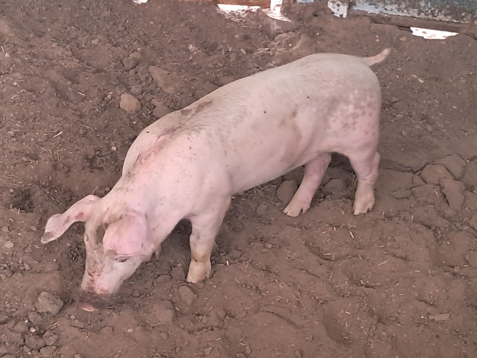 Labor day ready to cook roaster pigs
