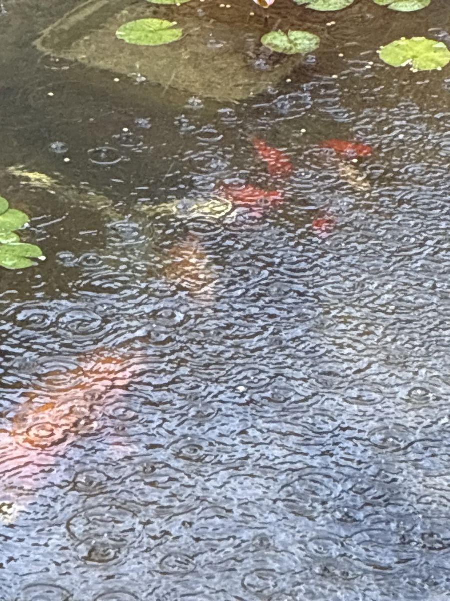 Pond goldfish