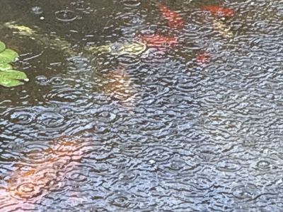 Pond goldfish