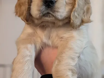 Cocker Spaniel Puppies