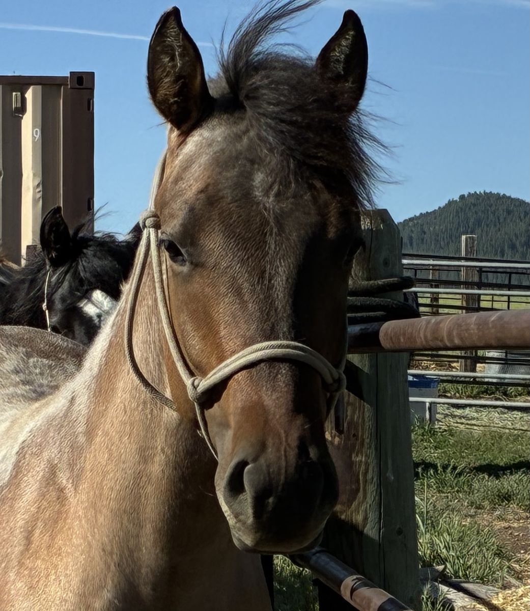 2025 AQHA Dun Gelding