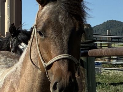 2025 AQHA Dun Gelding