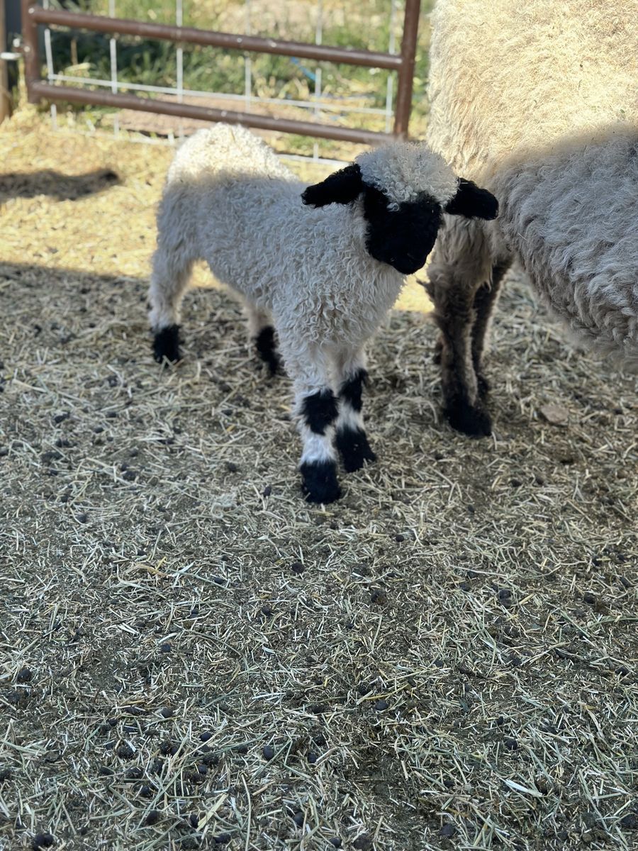 F3 Valais Blacknose Ram lamb