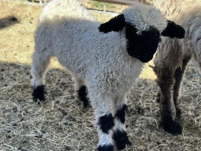 F3 Valais Blacknose Ram lamb