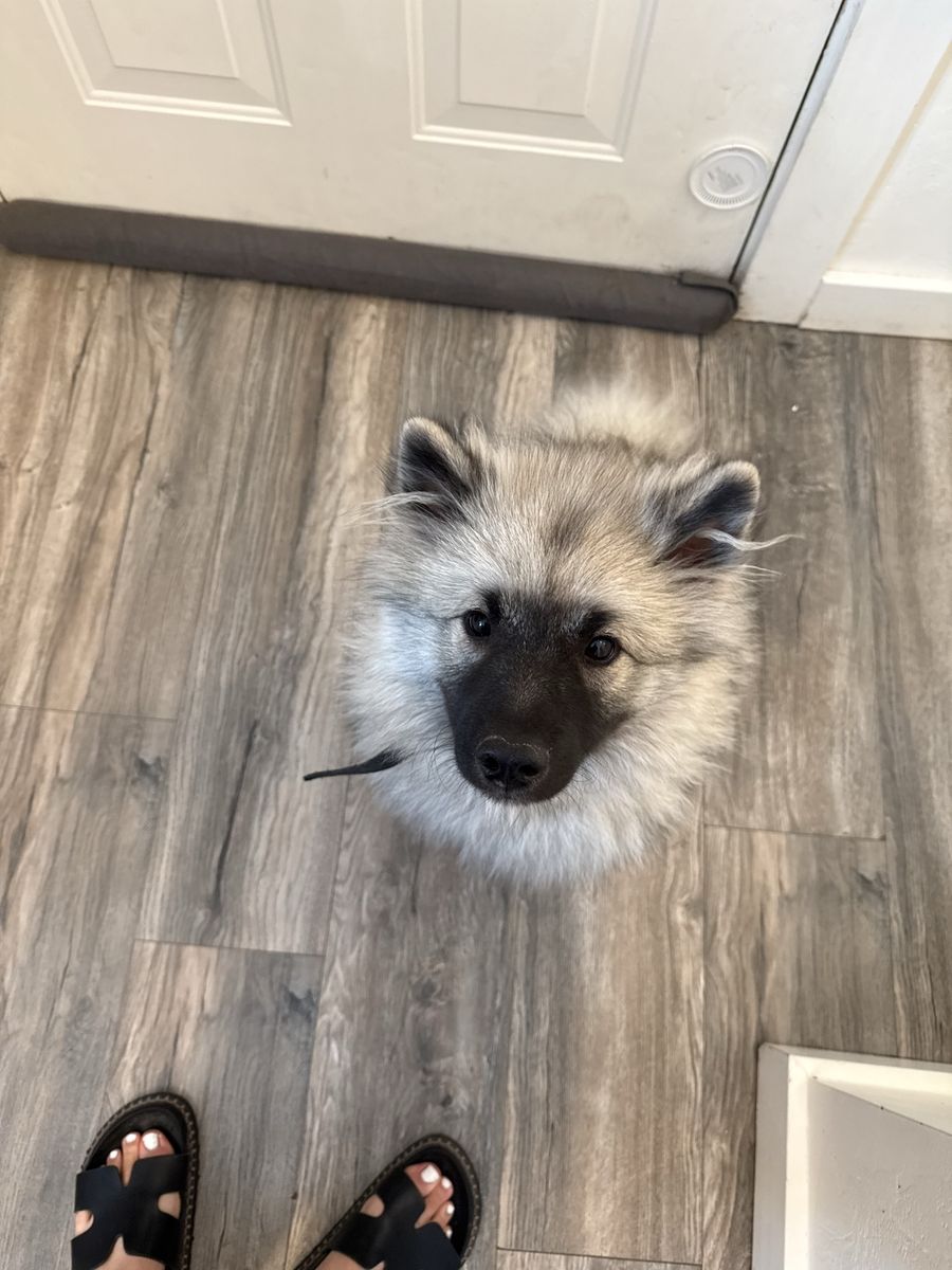 8 month old Keeshond