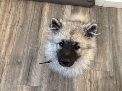 8 month old Keeshond