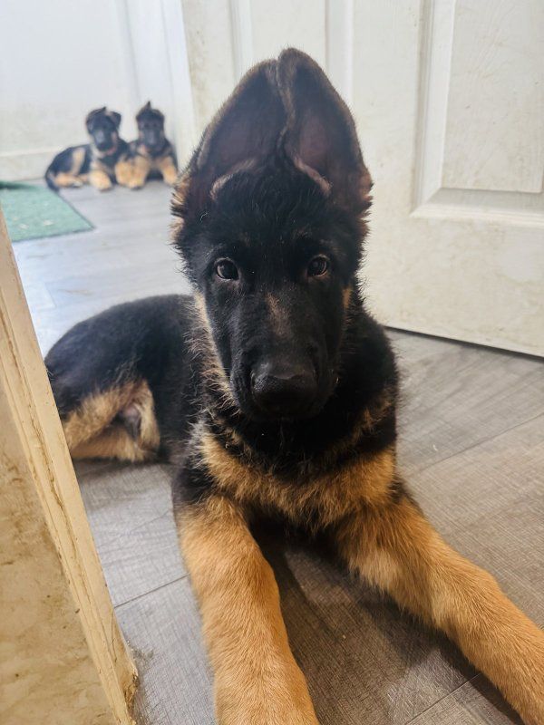 AKC purebred German Shepherd puppies