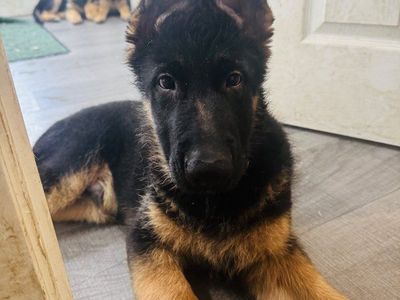AKC purebred German Shepherd puppies