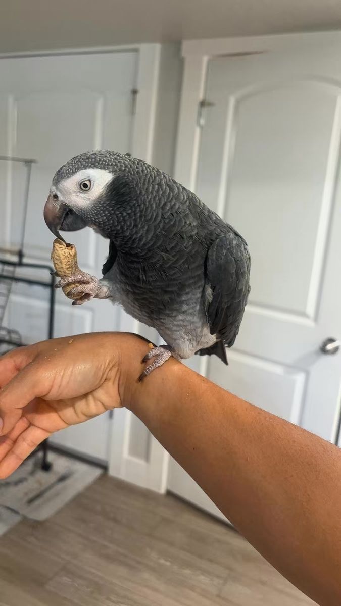 African grey 