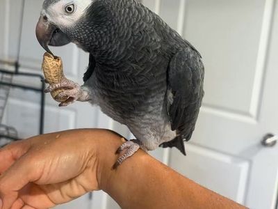 African grey