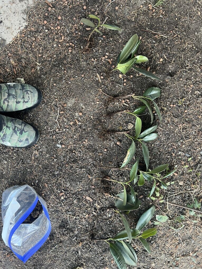 Rubber Tree Rooted Propigations