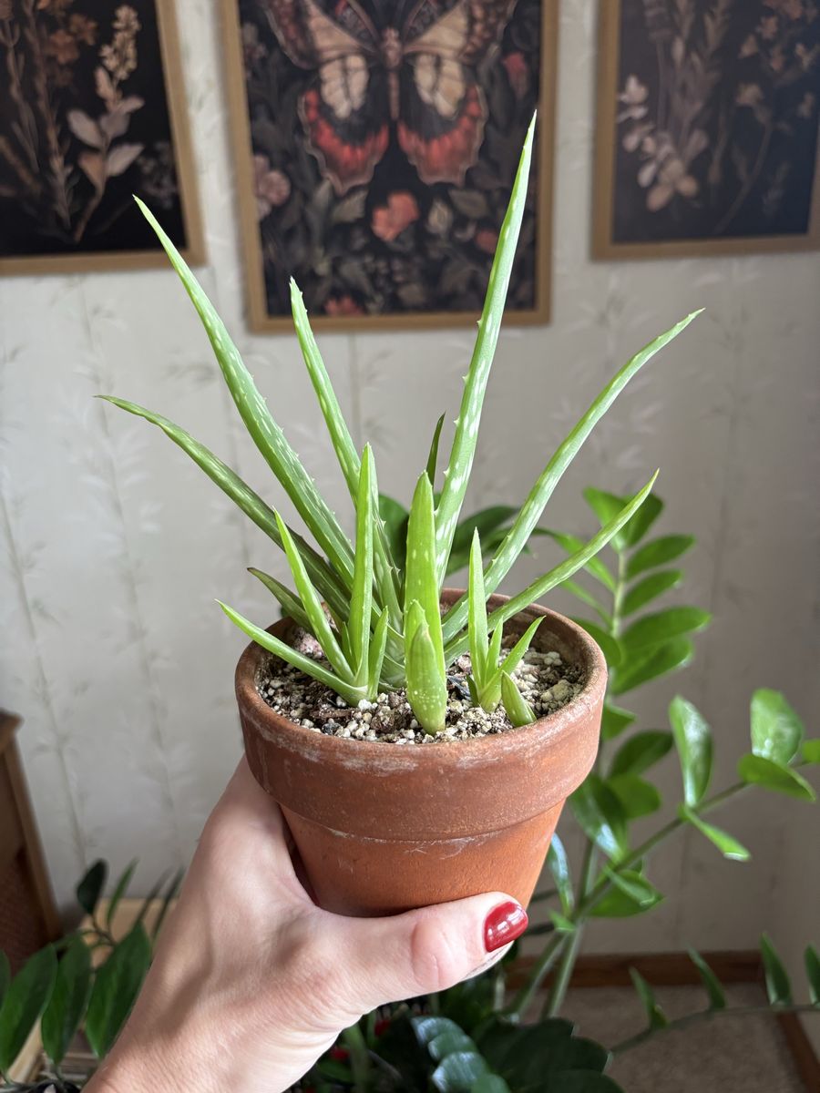 Aloe Vera Houseplant with Terracotta Pot