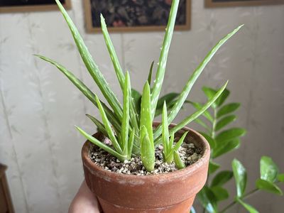 Aloe Vera Houseplant with Terracotta Pot
